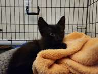 We surmised he was likely the runt of the litter.  He seemed malnourished and his body proportions seemed a bit odd.  Huge ears for such a small head.