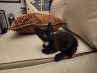 He was, for the most part, a calm character.  That's not to say he was passive. No, not in the least.  But he did possess a certain self-assuredness about him.  He knew when to stand his ground, when to walk away and when to run.