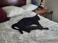 Charlie sensed Elvis was not going to do him harm.