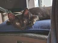 While it is true Charlie was generally calm, that's not to imply he wasn't vigilant. He was very spatially aware. It was very hard to sneak up on Charlie.