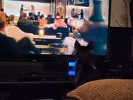 If it moved, he was interested in finding out more about it.  Now and again, something on the TV would get his attention.  That's normal, but still cute no matter how many times I see it.