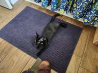 Like most cats, he grew quickly.  In a few weeks his size and the quality of his fur had both improved dramatically.