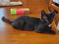 After about eight weeks or so, he was starting to show signs of the handsome cat he would become.