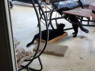 Elvis is a very sweet cat. He is also incredibly fast and powerful.  But he seemed to be quite attached to Charlie from early on.  Charlie took full advantage of Elvis' sweet disposition and at times would be quite the irritant.  For the most part, however, they loved playing together.  This was true of all three of the boys, actually.