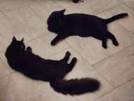 Charlie grew to be about the same length as Elvis, but nowhere near as massive as Elvis.  His fuzziness was deceiving.