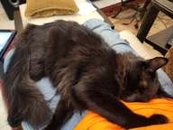 By May Charlie had really become a full-blown cat.  But he was still small enough to remain mom's lap cat.