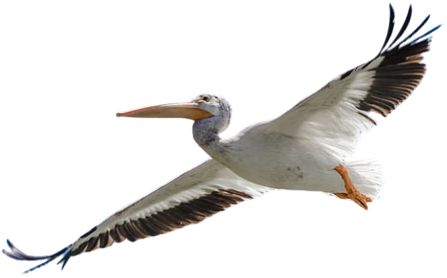 Image: The White Pelican in flight.