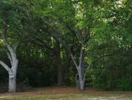 The woods.