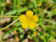 These little guys are about 3/8ths of an inch in diameter.  They are scattered in swaths across the lawn adding their cheerfulness to my day.
