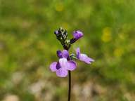 These purple flowers grow on 12 to 14 inch tall stems. The blooms are about a quarter inch across, and grow in groups of 3 to 8 or so.  They have an unmistakable orchid character.