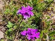 These grow close to the ground in clumps as you see them here.  They have a very plain character but a beautiful color nonetheless.
