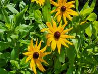 I'm fairly certain these are from wildflower seeds we scattered last spring.  They might be Blackeyed Susans.