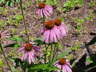 These are pretty large flowers.  The stem is 18 to 24 inches tall.  The petals start out as spikes around the seeds in the center, then over days unfold into these lovely drooping petals.
