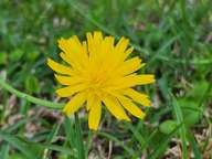 This is one of the more common 'weeds' in the yard.  They are about 1 to 1.25 inches in diameter, and are such a bright yellow.  They make me smile.