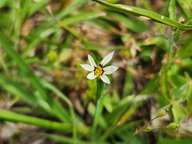 This is an amazing tiny flower.  No more than 3/16 inch across, the deep purple against the white of the petals is just stunning.