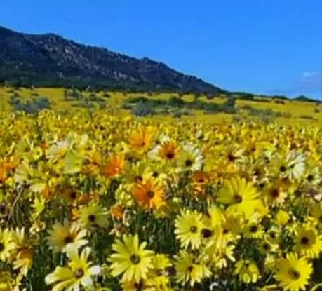 All is peace and happiness in the world today. Allow me my fantasy, if you please. Image: A wonderful world.