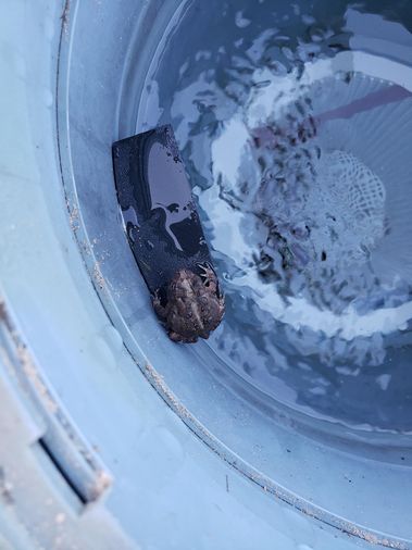 This is not a staged photo. The toad's life is spared. Image: A toad's life is spared.