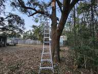 The ladder is about twenty feet or so, so the squirrel house is sufficiently off the ground.